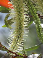 Image of Grevillea glauca Banks & Sol. ex Knight