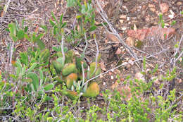 Image of Adromischus sphenophyllus C. A. Smith