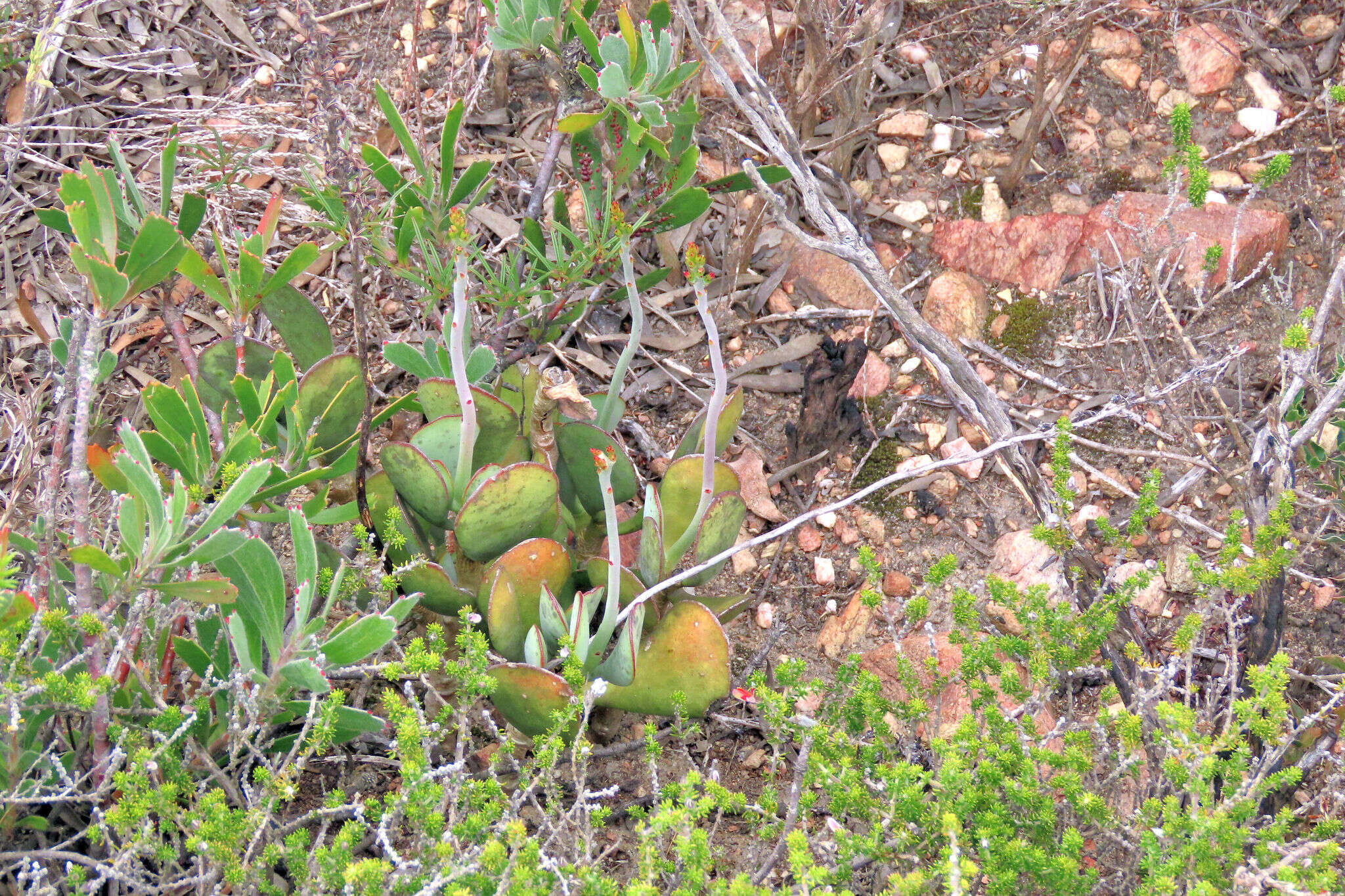 Image of Adromischus sphenophyllus C. A. Smith