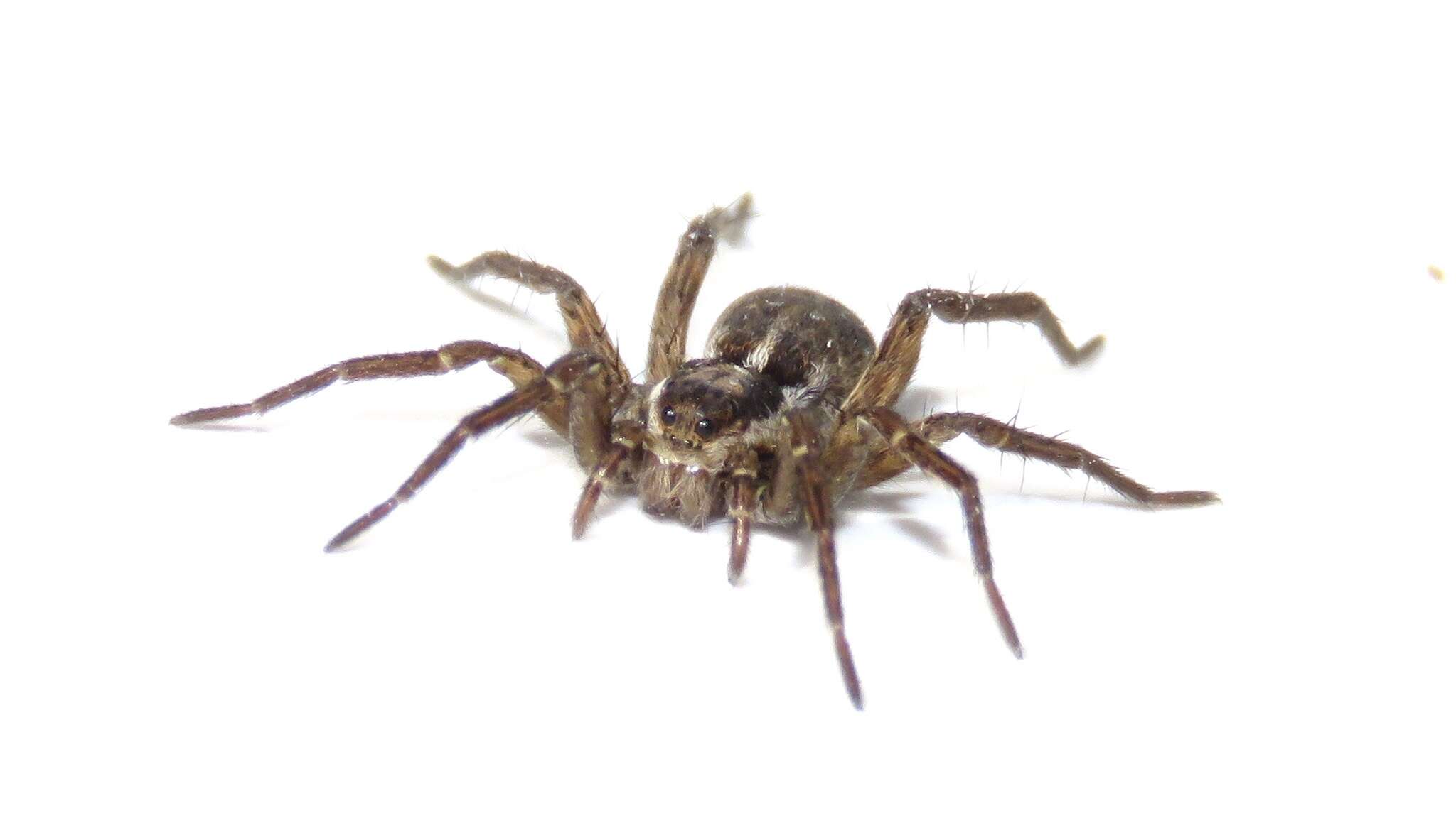 Image of Pardosa modica (Blackwall 1846)