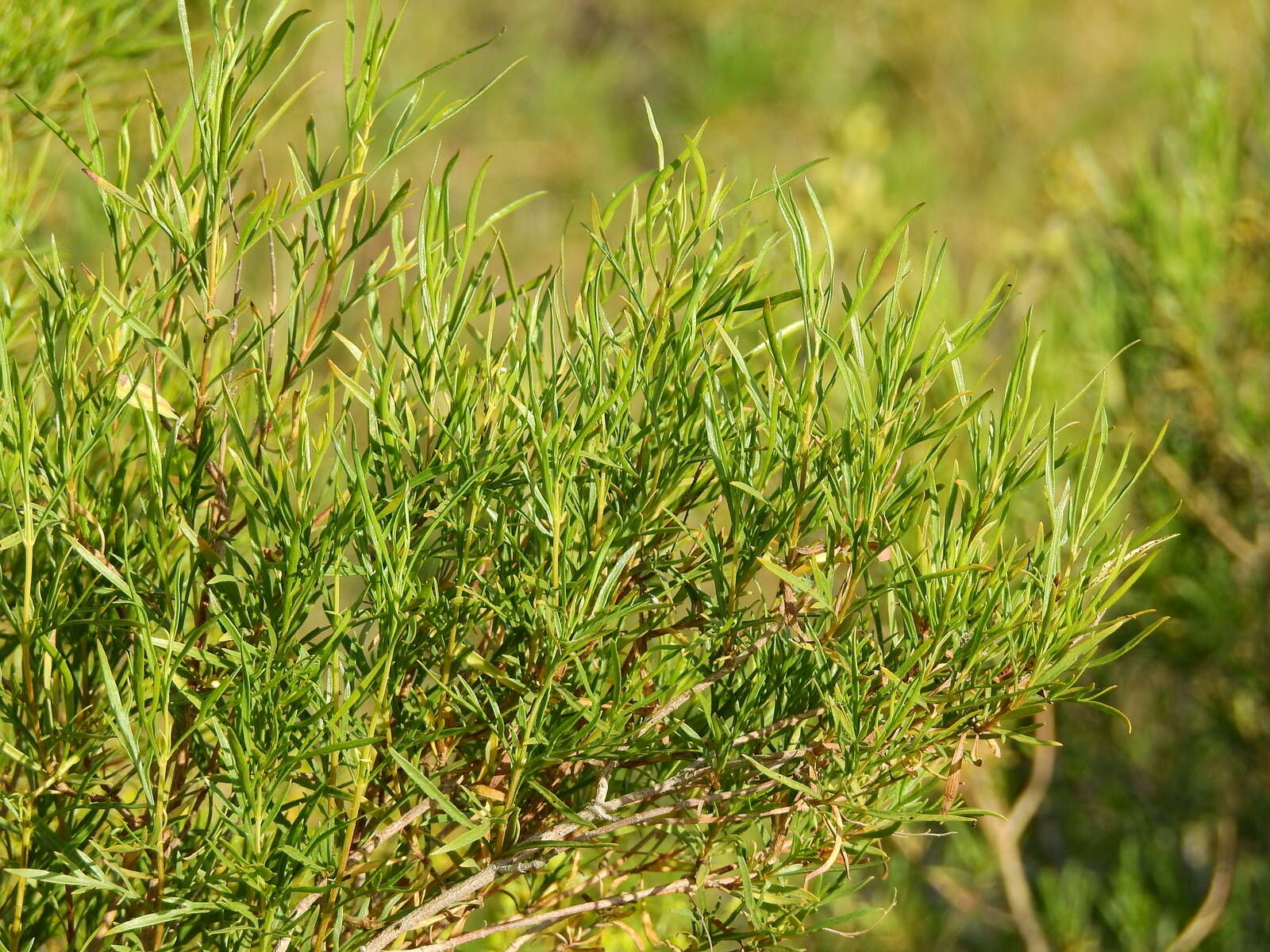 Image of Acanthostyles buniifolius (Hook. & Arn.) R. King & H. Rob.