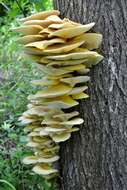 Pleurotus citrinopileatus Singer 1942 resmi