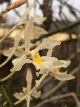 Image of Epidendrum bracteolatum C. Presl