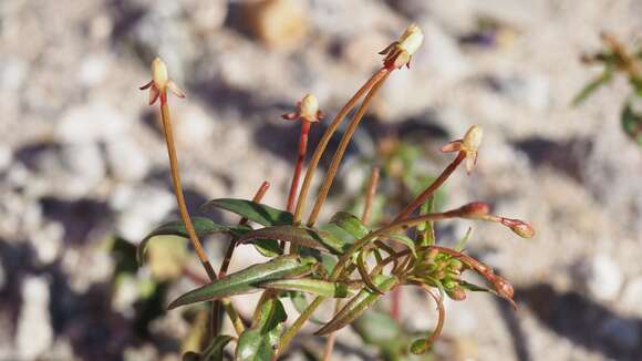 Eremothera chamaenerioides (A. Gray) W. L. Wagner & Hoch的圖片