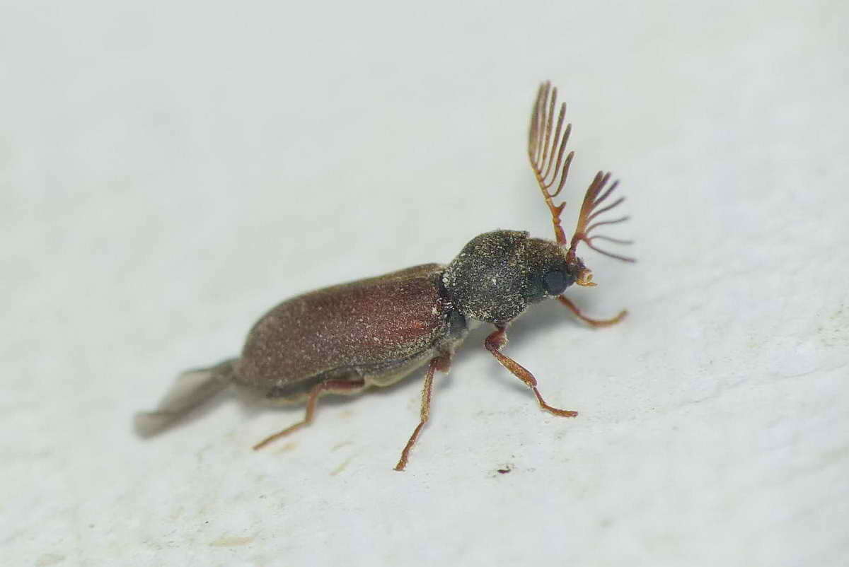 Image of Fan-bearing wood-borer