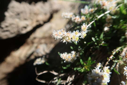 Слика од Sesamoides interrupta (Boreau) G. López González