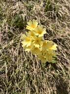 Plancia ëd Primula intricata Gren. & Godron