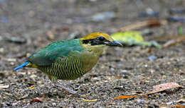 Image of Bar-bellied Pitta