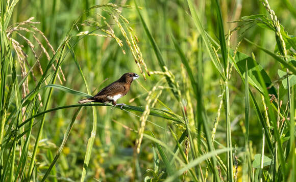 Image of White-bellied Munia