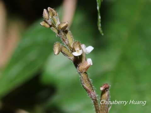 Image of Zeuxine parvifolia (Ridl.) Seidenf.