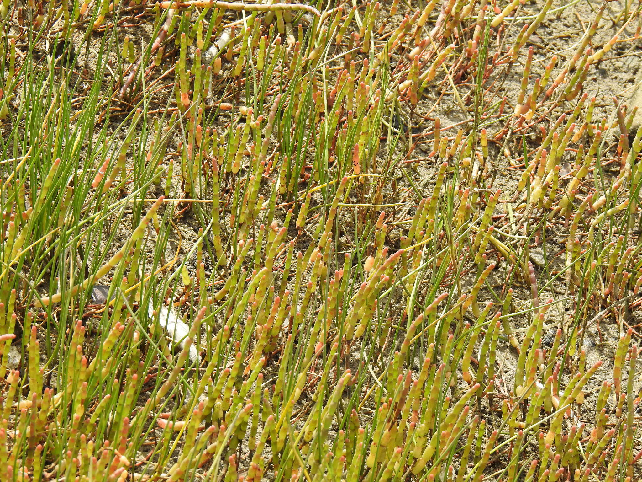 Image de Salicornia tegetaria (S. Steffen, Mucina & G. Kadereit) Piirainen & G. Kadereit