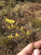 Image of Atlantic goldenrod