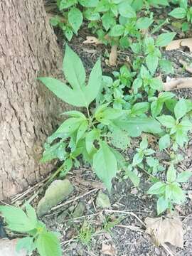 Image of Texan great ragweed