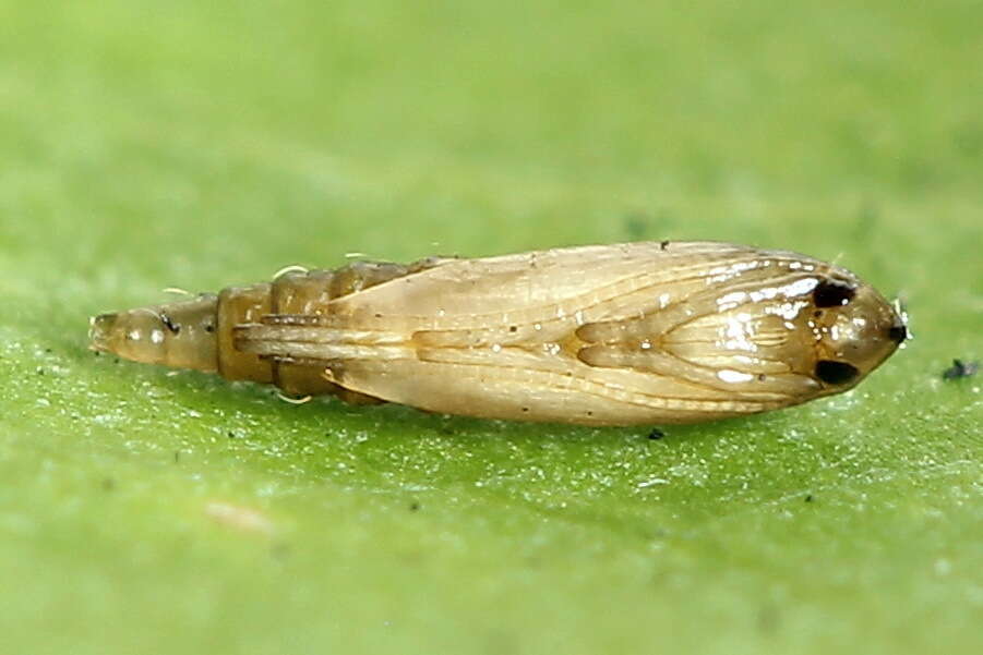 Image of Rowan Midget