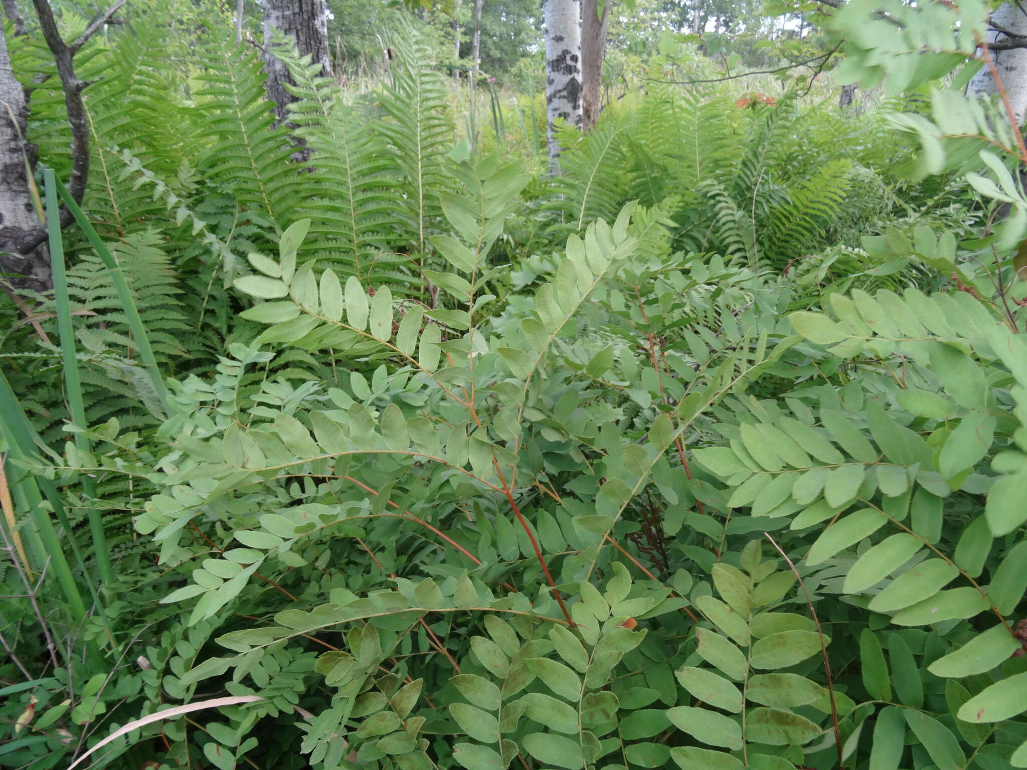 Слика од Osmunda spectabilis Willd.