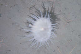 Image of rough-skinned sea anemone