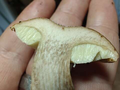 Image of Pulveroboletus atkinsonianus (Murrill) L. D. Gómez 1997