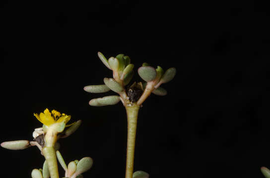 Image of Portulaca nitida (Danin & H. G. Baker) C. Ricceri & P. V. Arrigoni