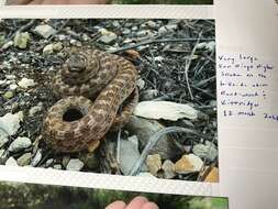 Hypsiglena ochrorhynchus klauberi Tanner 1946 resmi