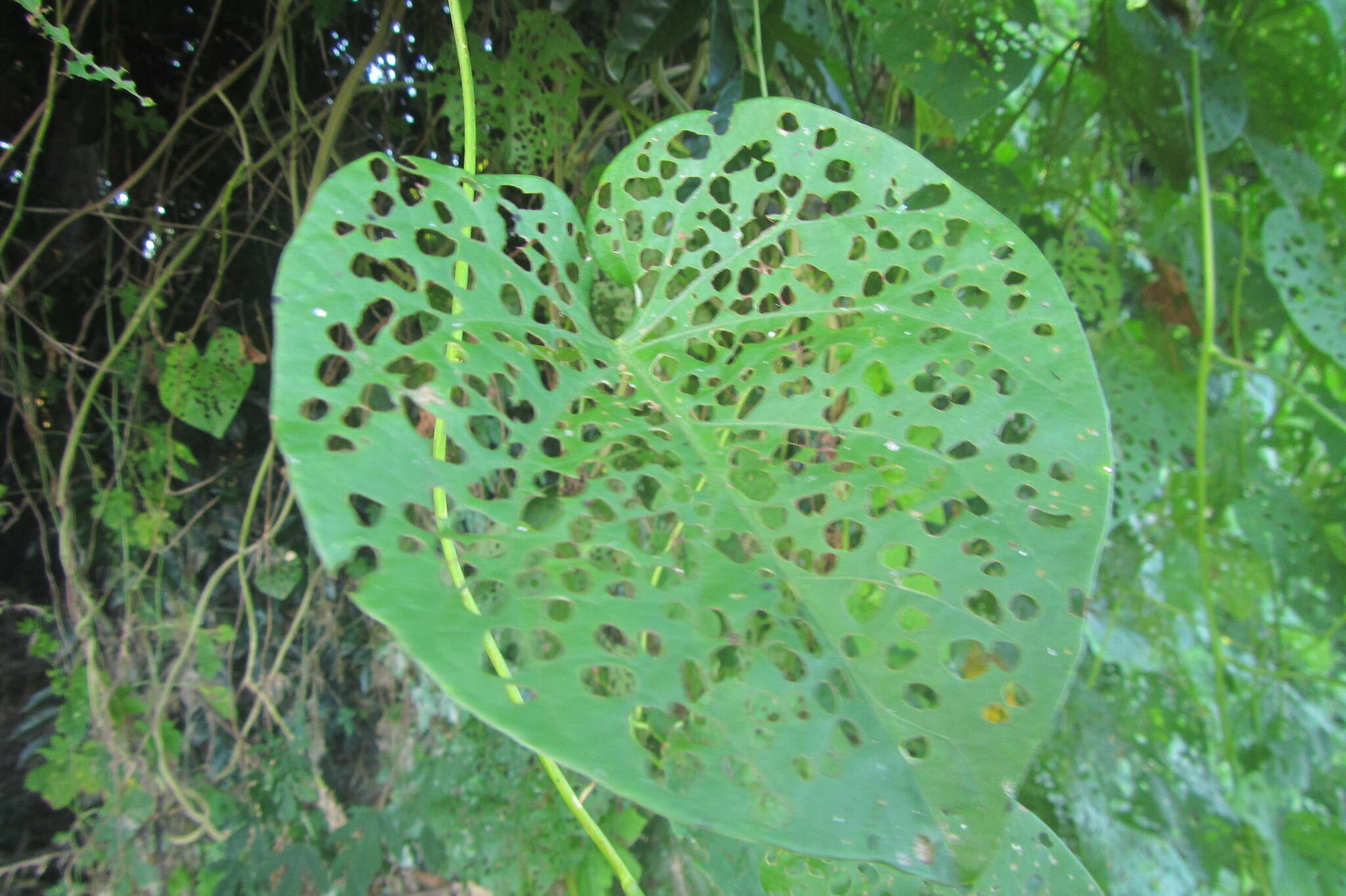 Image of Aspidimorpha (Aspidimorpha) punctum (Fabricius 1801)