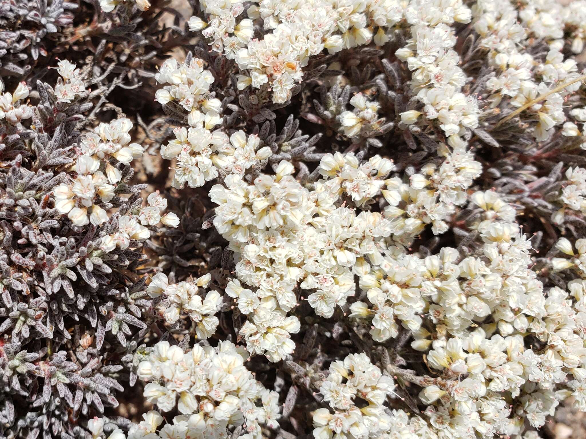 Image of Yavapai County buckwheat