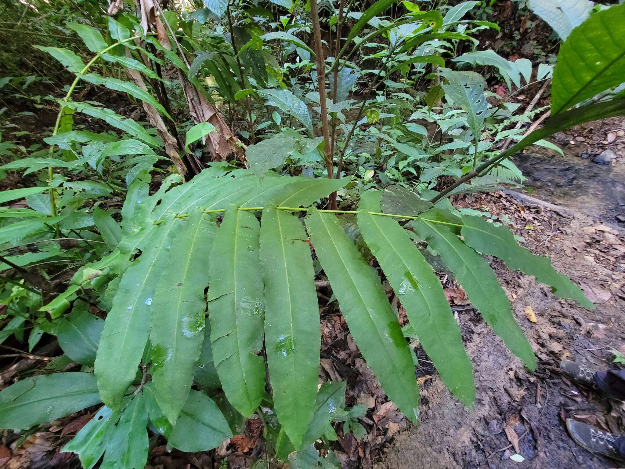 Plancia ëd Hemidictyum marginatum (L.) C. Presl