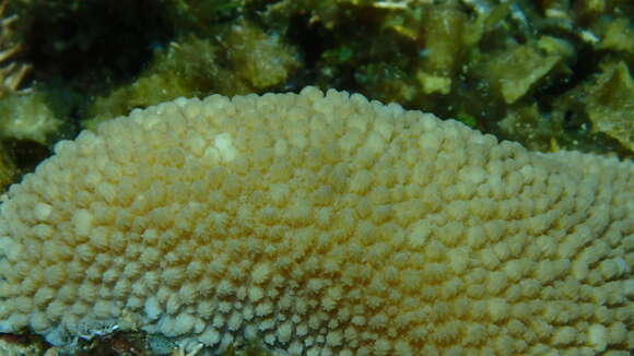 Image of spine coral