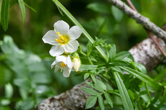 Image of royal Jacob's-ladder