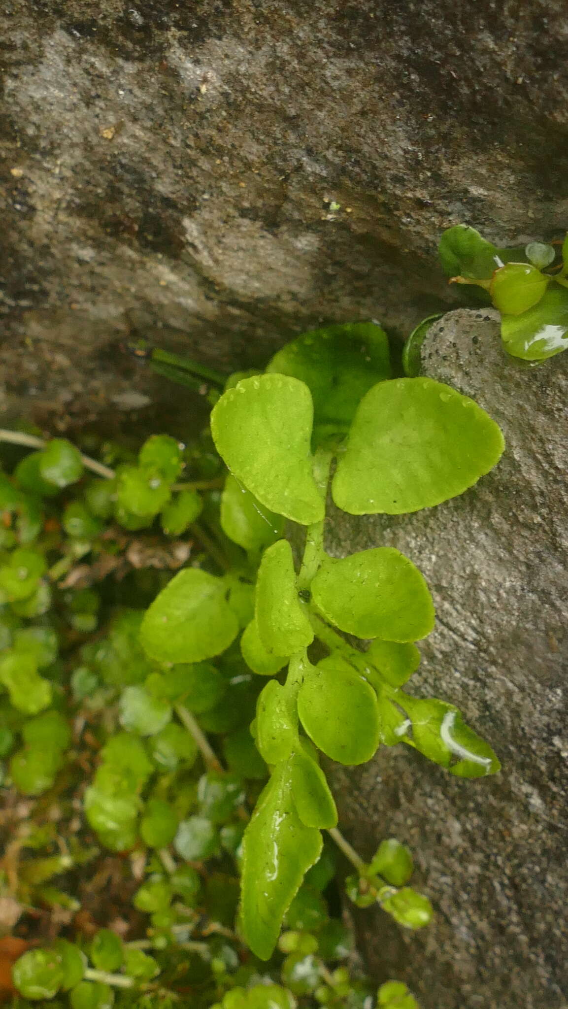 Image de Asplenium lepidotum Perrie & Brownsey