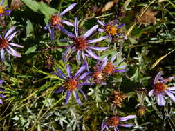 Image of thickstem aster