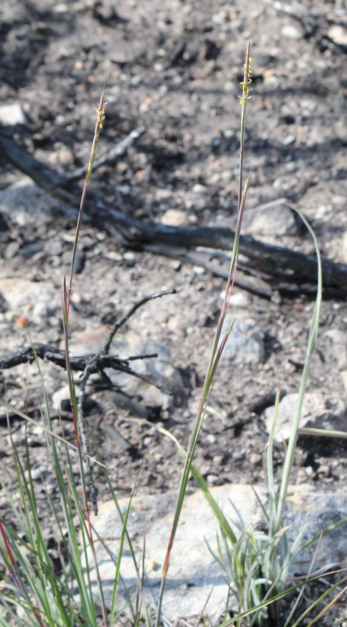 Imagem de Heteropogon melanocarpus (Elliott) Benth.