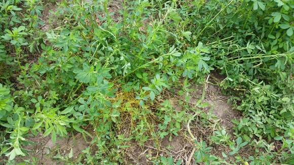 Image of Gila River dodder