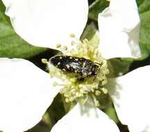 Image of Acmaeodera tubulus (Fabricius 1801)