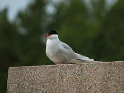 Image of Arctic Tern