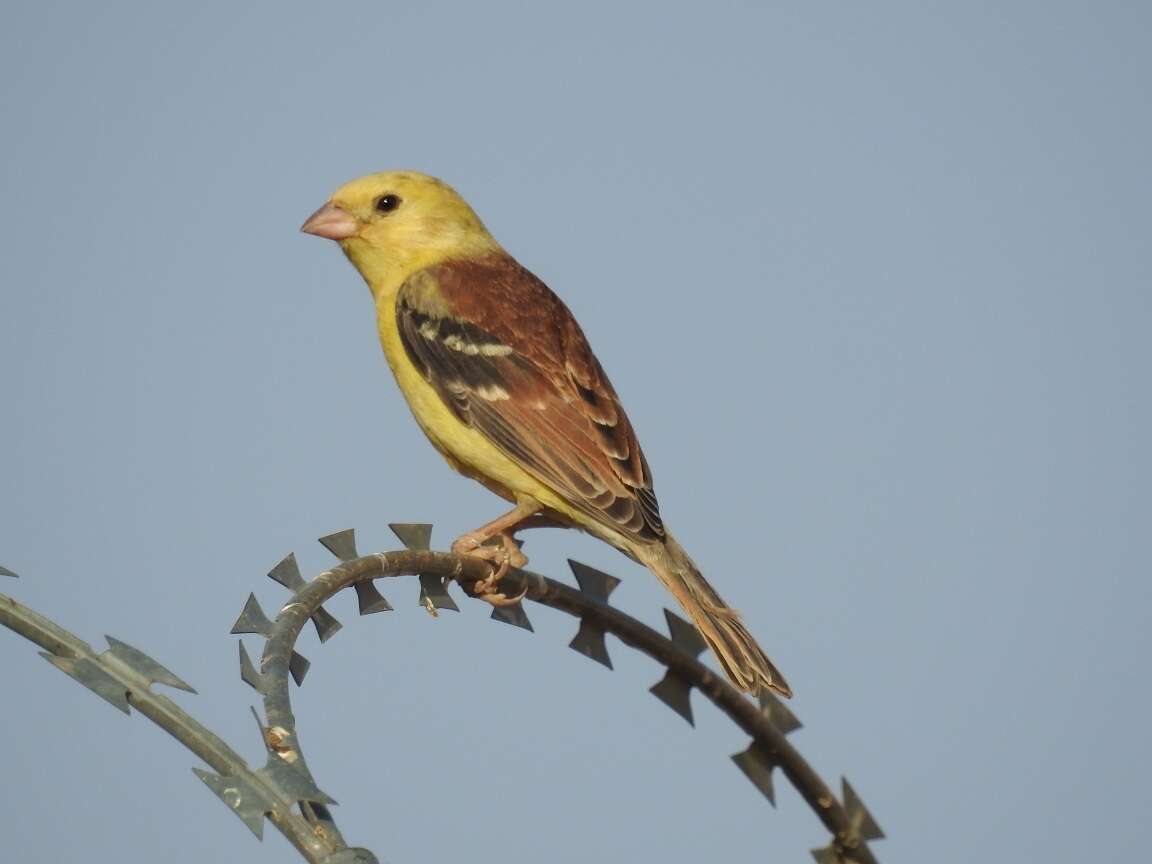Image of Sudan Golden Sparrow
