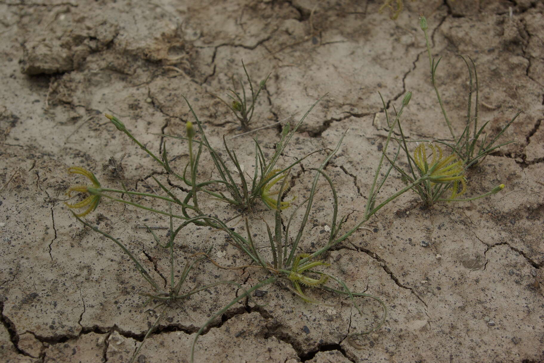 Image de Koelpinia linearis Pall.