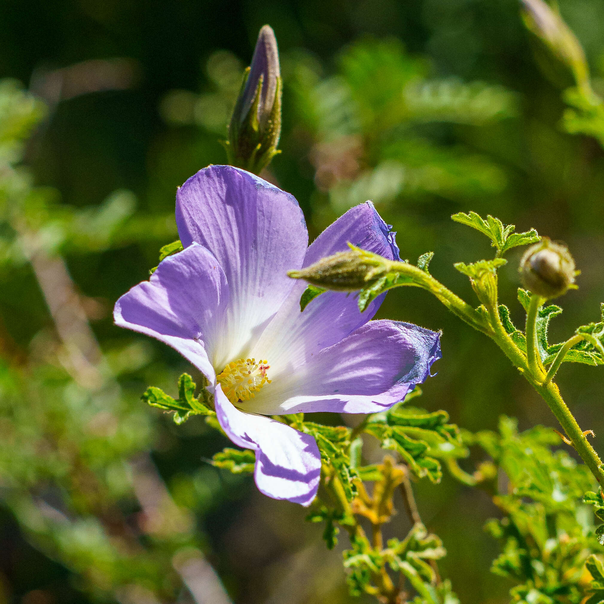 Image of Hibiscus huegelii Endl.