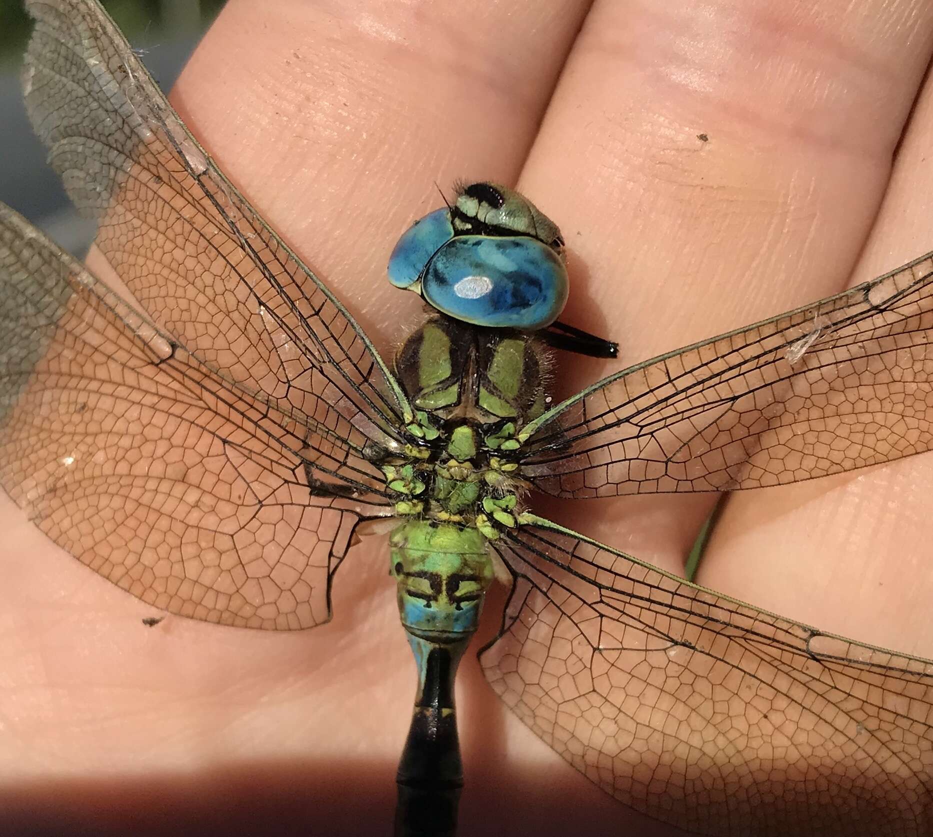 Image of Green Hawker