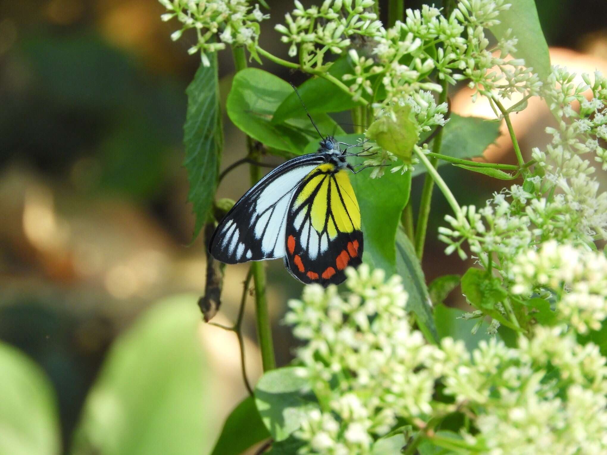 <i>Delias hyparete luzonensis</i> C. Felder & R. Felder 1862 resmi