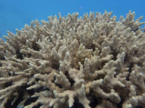 Image of hedgehog coral