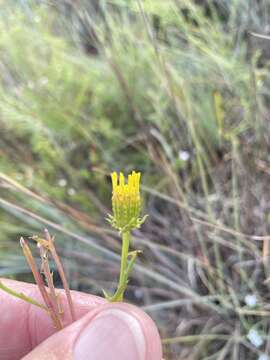 Image of dogfennel