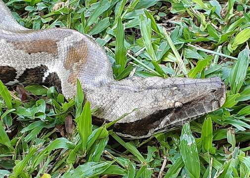 Image of Blood Python