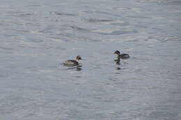 Image of Silvery Grebe