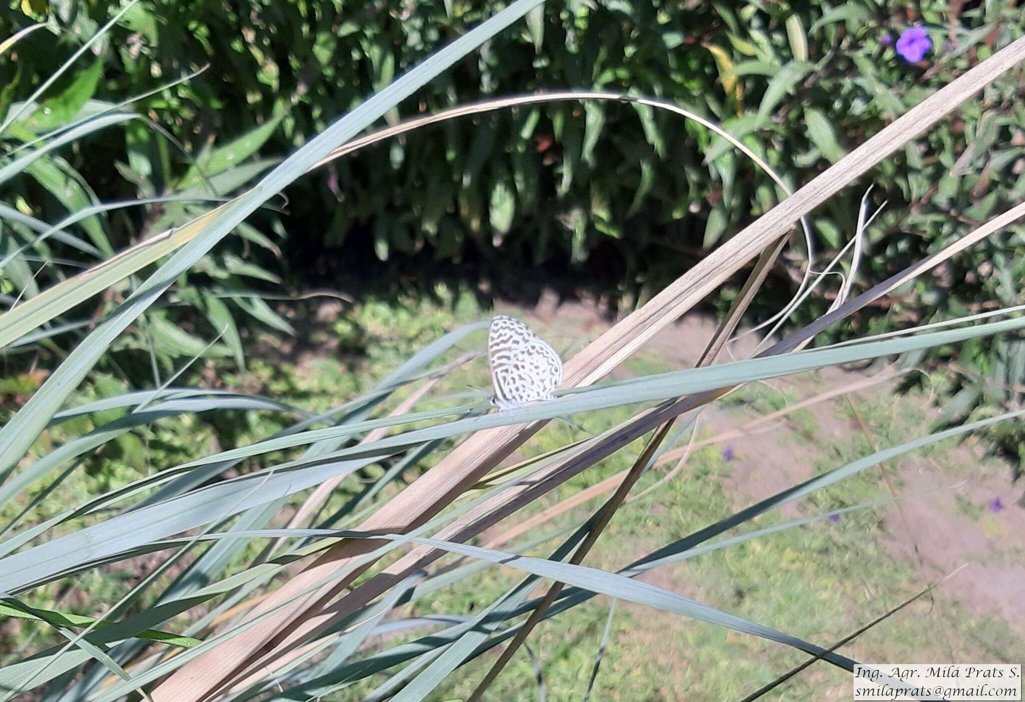 Image of <i>Leptotes <i>cassius</i></i> cassius