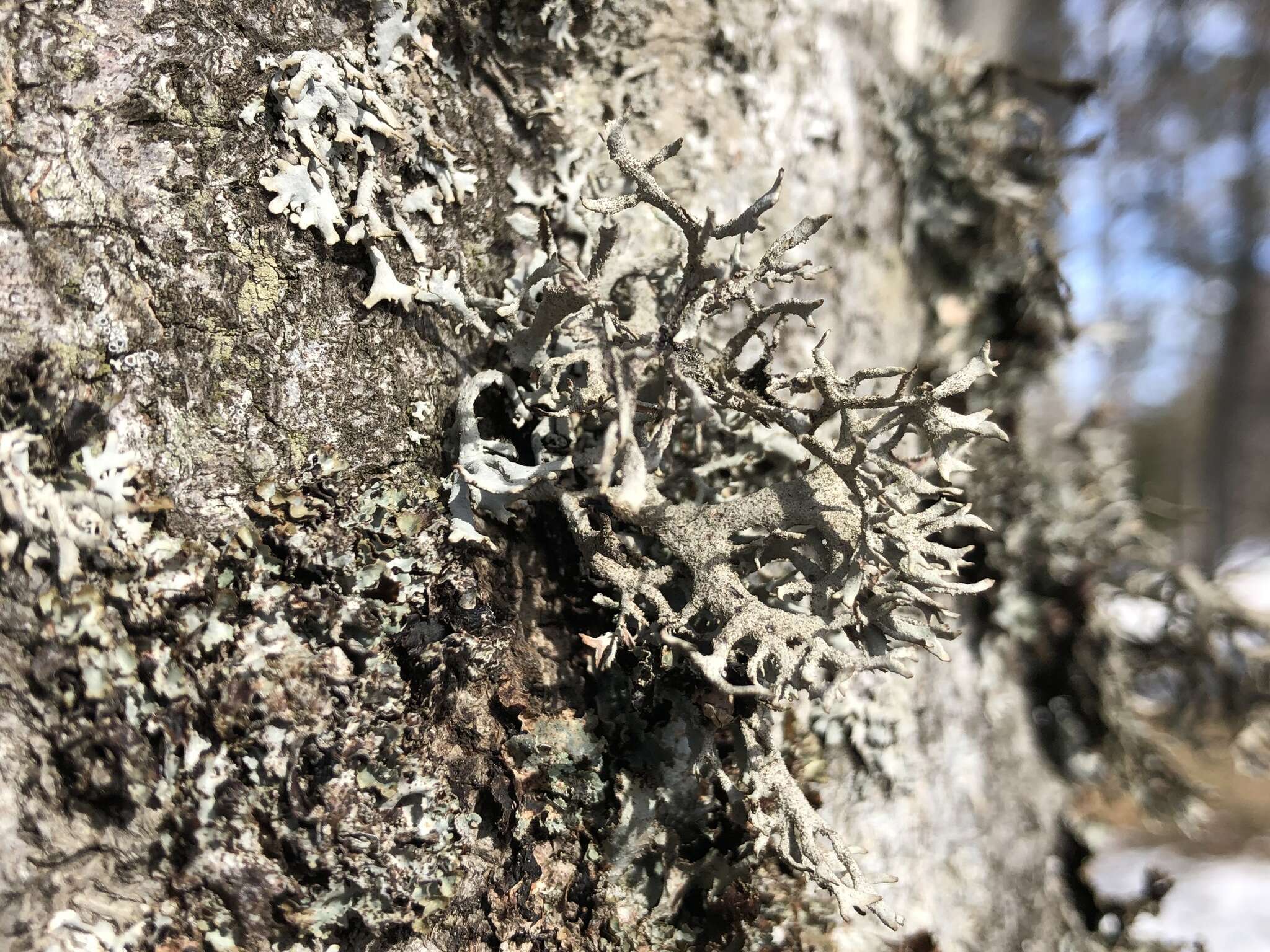 Image of light and dark lichen