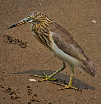 Image of Indian Pond Heron