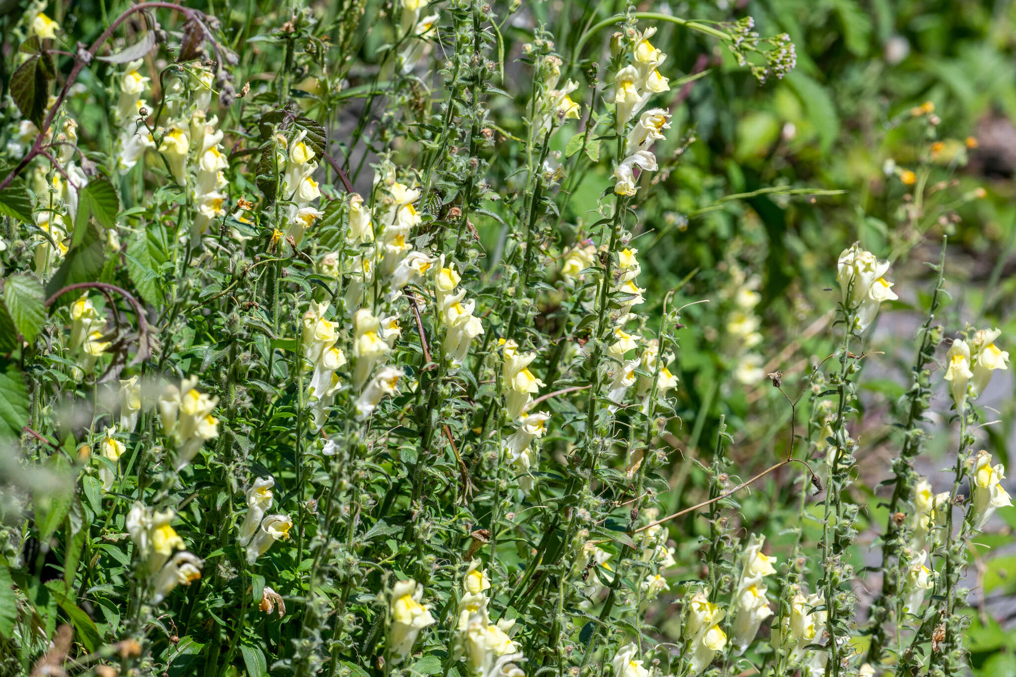 Image of Antirrhinum braun-blanquetii Rothm.