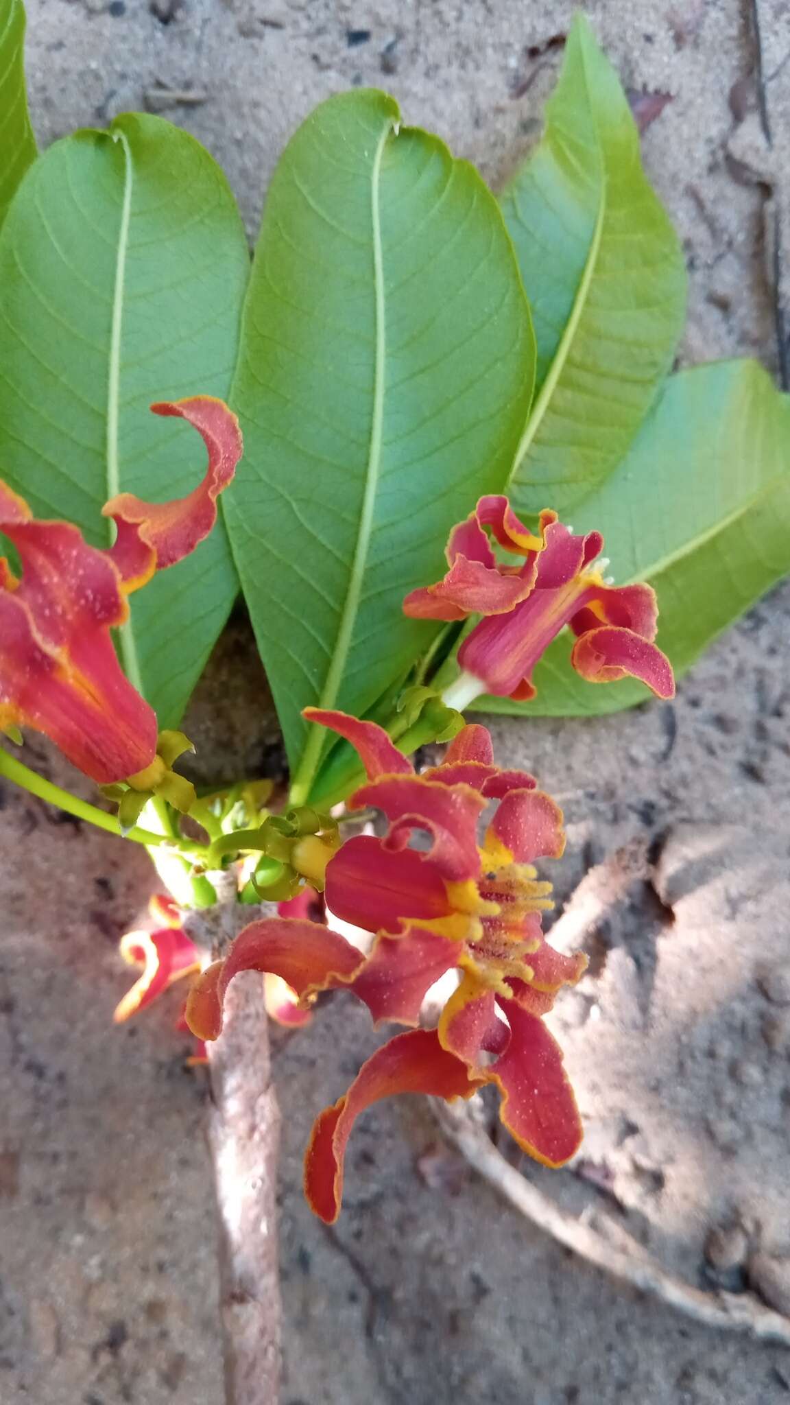 Image de Strophanthus boivinii Baill.