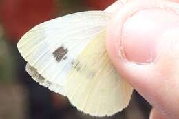 Image of Southern Small White