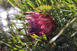 Image of Bashful protea